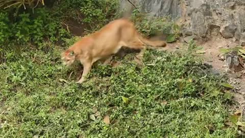 ONÇA PARDA vs DOGO ARGENTINO - DOGO ARGENTINO ATACA UMA ONÇA PARDA