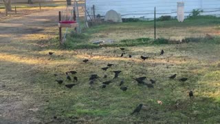 Flock Of Crows