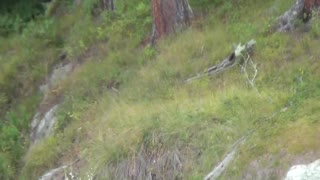 Bald Eagles getting ready for supper. 1 of 2