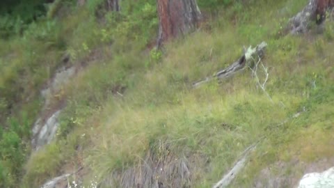 Bald Eagles getting ready for supper. 1 of 2