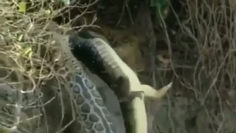 Wild cat (jaguar) catches croc