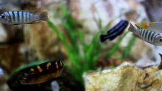 koi fishes in house glass box