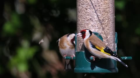 Best goldfinch
