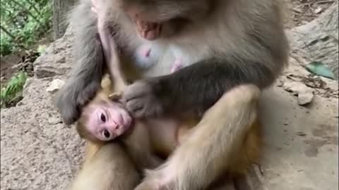 Baby monkey play with mother