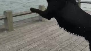 Doggo Doesn't Quite Make the Jump