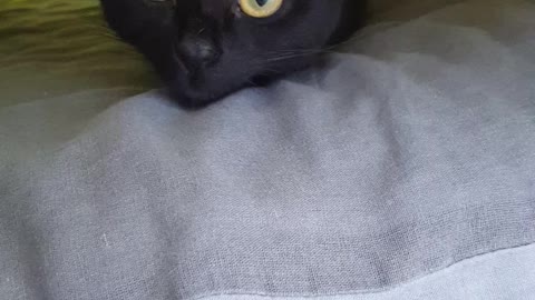 Cat under the blanket
