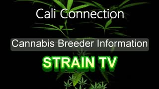 Cali Connection - Cannabis Strain Series - STRAIN TV