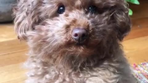 Tiny poodle adorably leans 'snoot boop' challenge