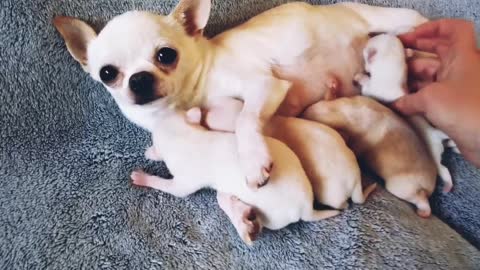 Bussy chihuahua mom | mom feeding adorable toddlers