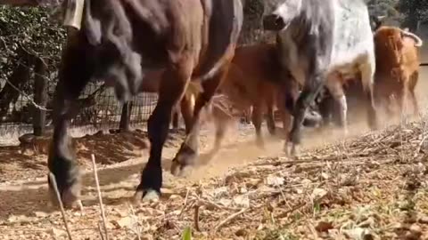 ♥️CORREDERO DE VACAS BRAVAS-- Ganadería Fernando Mansilla