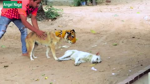 Fake Head tiger Dog prank to Sleepy Dog not try to stop laugh.