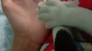 Kitty Paw Mimics Hand