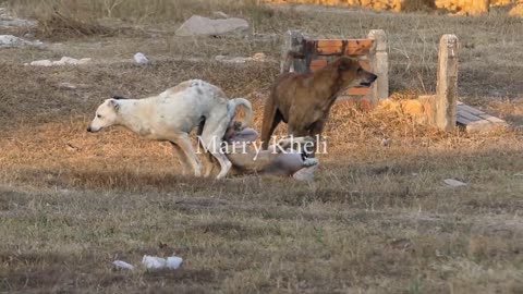 Jealous Dogs Getting Fight Each Other