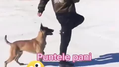 Funny video dog