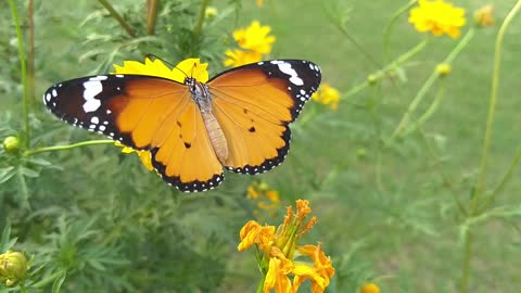 Butterfly Sitting on a flower Beautiful moment