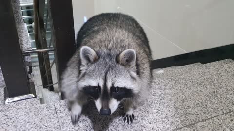 The raccoon came home when his sister called him by name.