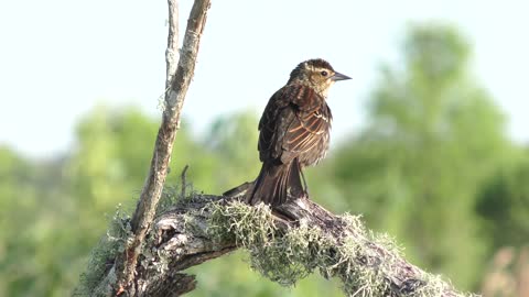 Red-Winged Blackbird female perches