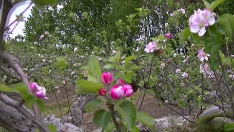 💜💜💜 Beautiful Apple Orchard in Canterbury, United Kingdom. 💜💜💜