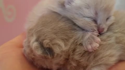My kittens have just been born and they are still blind
