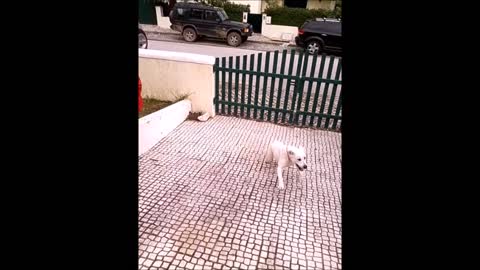Crazy dog running