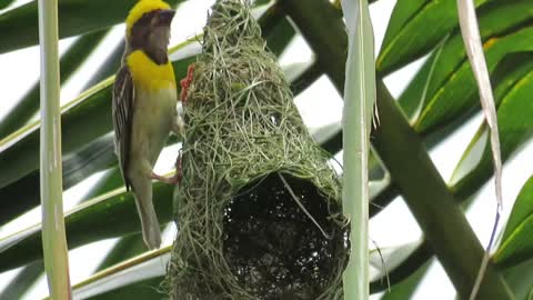 bird amazing nest build