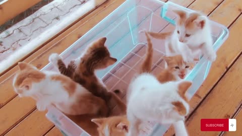 Kittens meowing (too much cuteness) - All talking at the same time