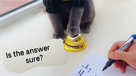 Evil cat does math problems
