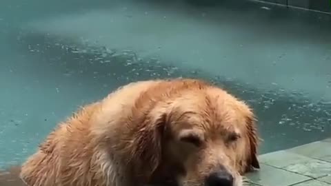 SAD GOLDEN RETRIEVER UNDER THE RAIN.mp4