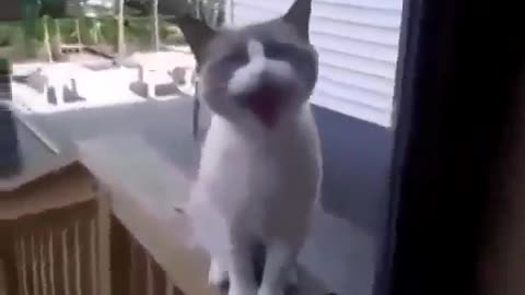 Angry cat talking and telling her nanny...