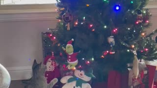 Kitty Claims The Grinch