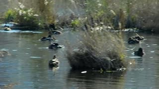 Ducks splashing in the water on the lake