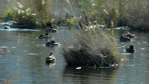 Ducks splashing in the water on the lake