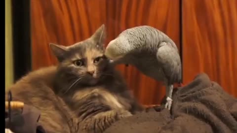 Cat and Parrot "LQ" 😼