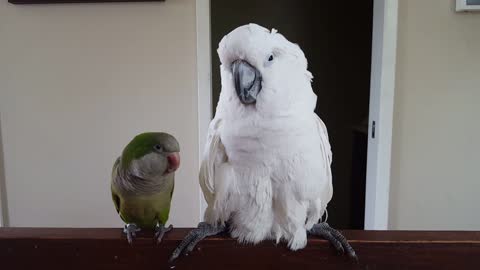 Parrot repeatedly tells cockatoo "I love you"