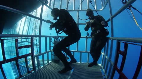 Great White Shark Cage Divers Have The Moves
