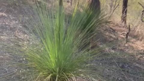 Grass tree Blackboy