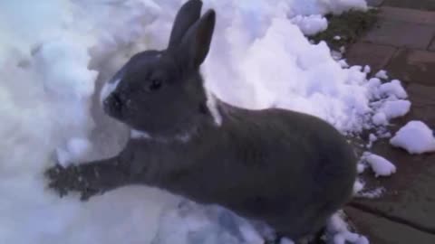 Rabbit playing In The snow