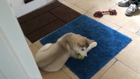 Puppy Loves Squeaking a Ball