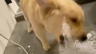 Golden Retriever Puppy Adorably Plays With Water During Bath Time