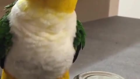 Cute borb wants more seedies!