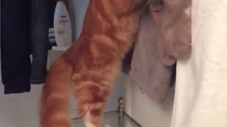 Gato tiene extraña fascinación por las medias