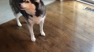 Howling Husky Hilariously Sings Along To A Xylophone