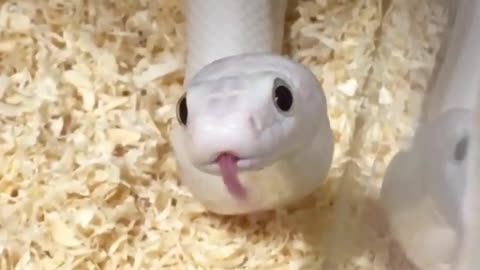 rare white snake with rare venom in glass cage