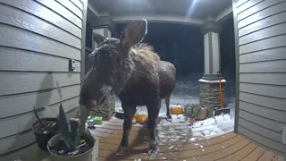 Moose Caught Munching on Plants