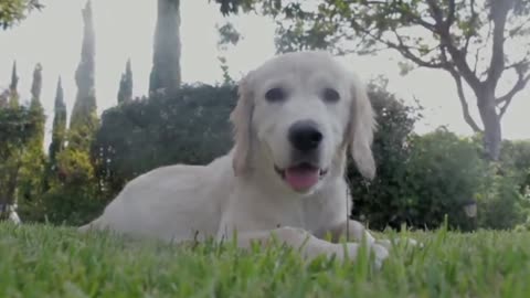 Cute Dog, Lovely Dog, Wonderful Nature Dogs