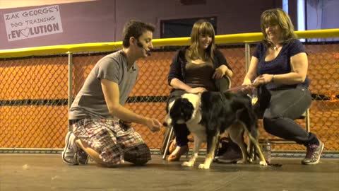 Dog Training 101 : How To Train Any Dog the Basics