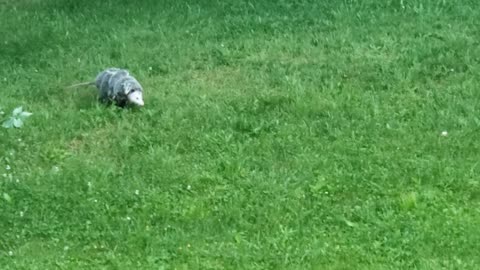 Momma Opossum Transports Babies Across Yard