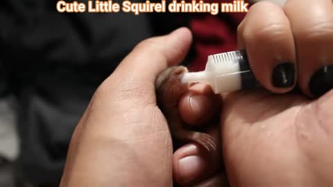 How to care For Baby Squirrels