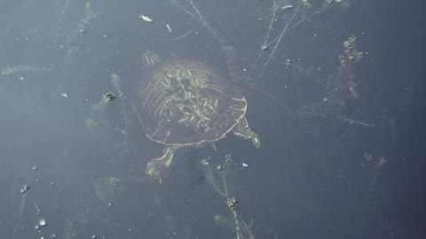 Yellow Cooter Turtle in Water at Sawgrass Lakes Park in St Petersburg Florida