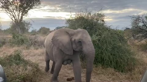 Herd of elephants rush with excitement towards their early morning drink